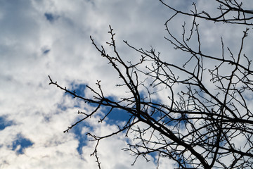 Boughs and sky background