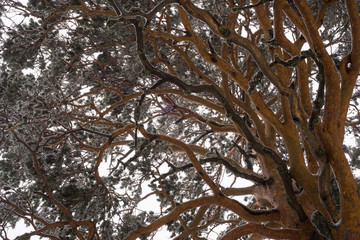Pino silvestre, Parque Nacional de Guadarrama