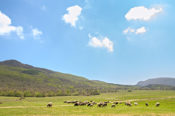 herd of sheep grazing on spring meadow at foot of mountains against sky with clouds