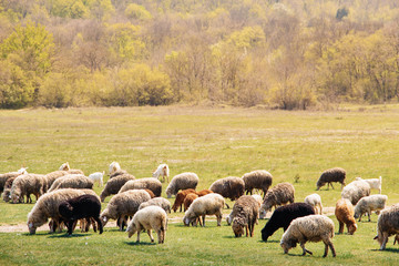 Fototapeta premium herd of sheep grazing on spring meadow