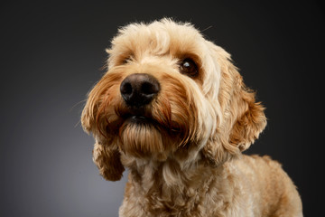 Portrait of an adorable Lagotto dog