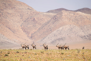 Fototapeta na wymiar South African Oryx - Oryx gazella gazella, beautiful iconic antelope from Namib desert, Namibia.