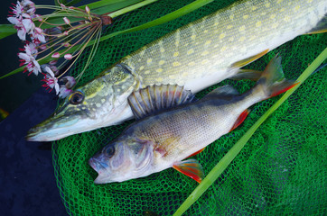 Fishing. Pike and perch caught on spinning