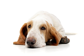 Studio shot of an adorable Basset hound