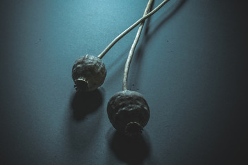 Dried poppy head on dark grey background. Opium plants