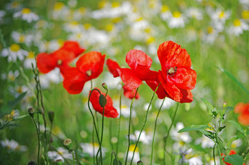  Red poppies on a natural background