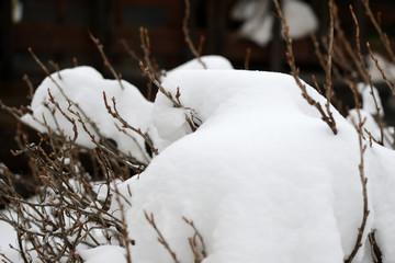 Branches bushes covered with snow in the winter garden