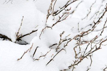 Obraz premium Branches bushes covered with snow in the winter garden