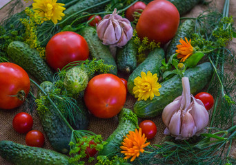 tomatoes, cucumbers and garlic together with dill on the table.
