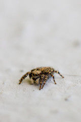 Spiders 