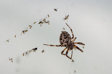 Spiders 