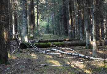 Landscape trees in the forest.