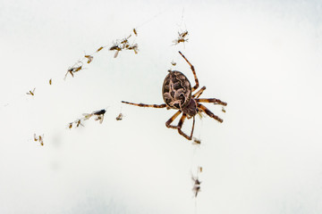 Spiders 