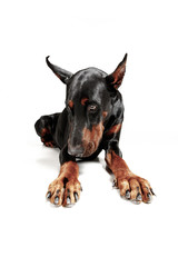 Doberman dog Isolated on white background in studio. The domestic pet concept
