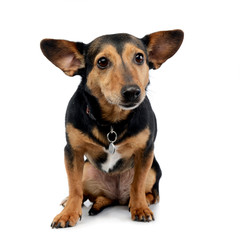 Studio shot of an adorable mixed breed dog
