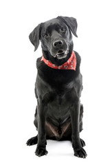 Studio shot of an adorable mixed breed dog