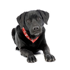 Studio shot of an adorable mixed breed dog