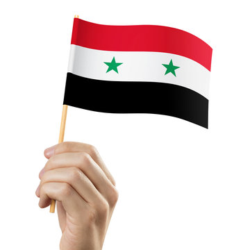 Hand holding flag of Syria, isolated on white background