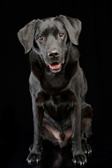 Studio shot of an adorable mixed breed