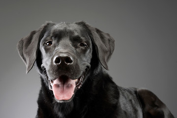 Fototapeta na wymiar Portrait of an adorable mixed breed dog