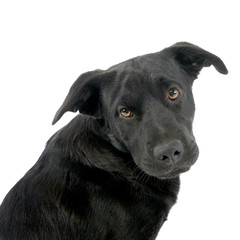 Portrait of an adorable mixed breed dog