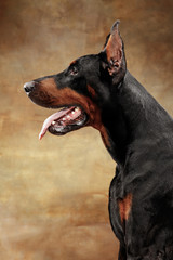 Doberman Pinscher, funny emotional dog on studio background