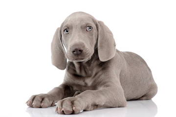 Studio shot of a cute Weimaraner puppy