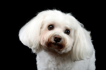 Portrait of a cute Bolognese dog