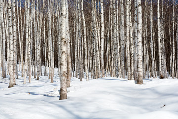 Fototapeta premium 冬のシラカバ林