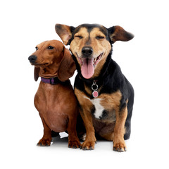 Studio shot of an adorable Dachshund with a mixed breed dog