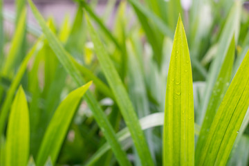Pandan Leaves in the plant