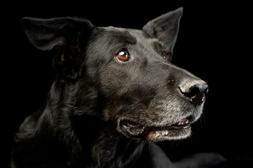 Portrait of an adorable mixed breed dog