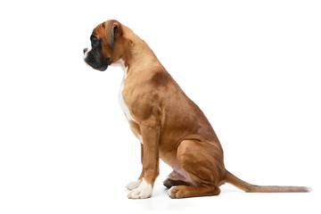 Studio shot of an adorable Boxer dog