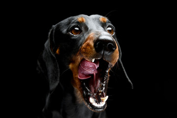 Portrait of an adorable short haired Dachshund