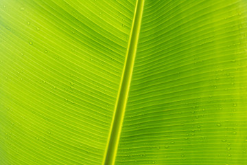 Green Banana leaf in nature, Banana leaf with sky.Close up Green Banana leaf