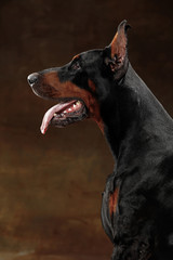 Doberman Pinscher, funny emotional dog on studio background