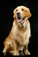 Studio shot of an adorable Golden retriever