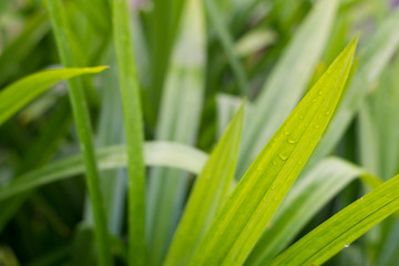 Pandan Leaves in the plant