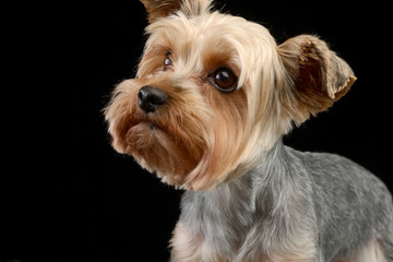 Portrait of a cute Yorkshire terrier