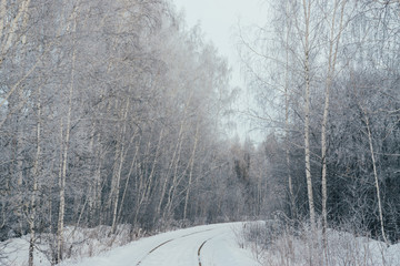 railway in the forest