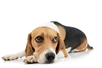 Studio shot of an adorable Beagle