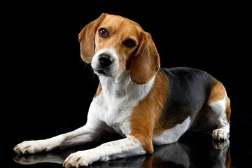 Studio shot of an adorable Beagle