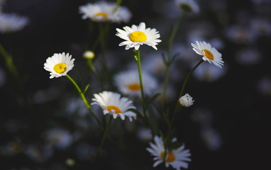 daisies in the garden