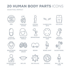Collection of 20 Human Body Parts linear icons such as Dna, Digestive System, Big Cellule, Lips, Blood Supply System line icons with thin line stroke, vector illustration of trendy icon set.