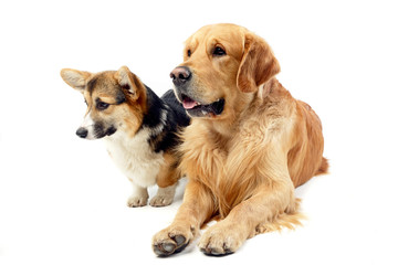 Studio shot of an adorable Corgie and a Golden retriever