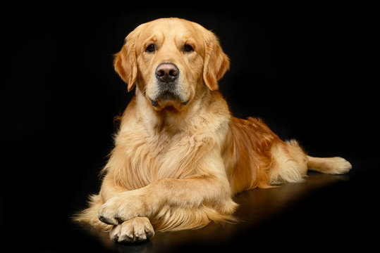 Studio shot of an adorable Golden retriever