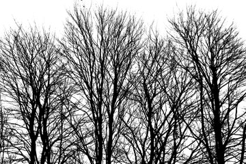 trees in the winter with no leaves on the trees are black and the sky behing is white