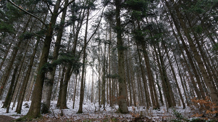 Baüme im Schnee