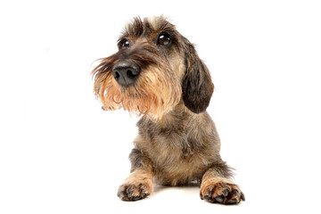 Wide angle shot of an adorable Dachshund