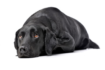 Studio shot of an adorable mixed breed dog